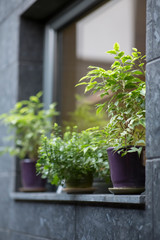 Fototapeta na wymiar Cafe facade decoration with evergreen plants in pots