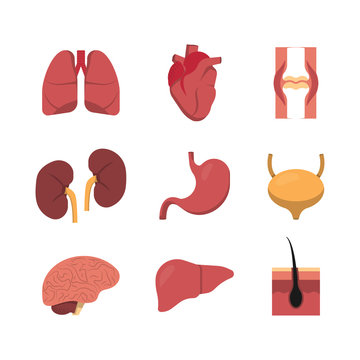 Flat icon for medical design. Human organs set, vector collection