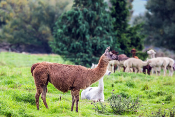 Herd of multi-colored lamas