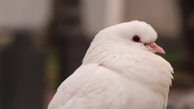 4K video of a Solitary White Pigeon