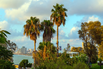 Palm trees on the hill