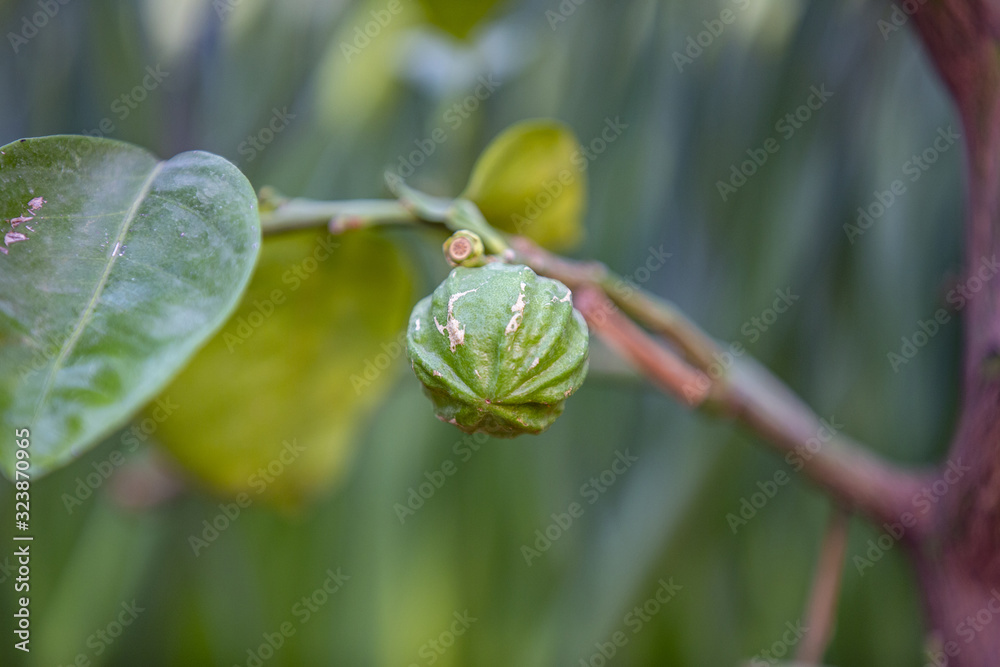 Wall mural green unripe wild orange fruit on a tree in a city park