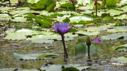 water lily in pond