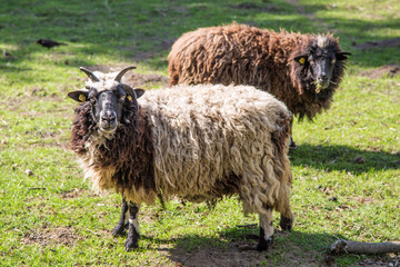 Obraz premium Wollschaf