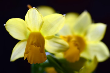 Narzissenblüten