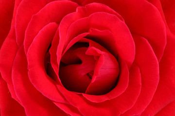 Obraz na płótnie Canvas Red rose background.