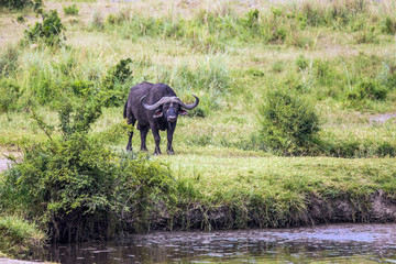 African buffalo resting by the water