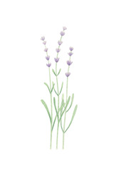 Watercolor lavander isolated on white background. Minimalist print. Hand drawn. Perfect for home decor, printable art, greeting cards, invitations. 