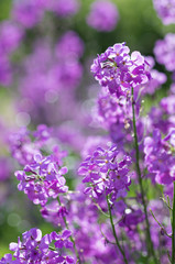 Beautiful violet blooming flowers of garden Phlox with gorgeous bokeh on the background
