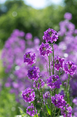Purple blooming buds of garden Phlox with a beautiful bokeh in the background on a sunny summer day