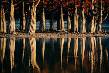 Autumn. Swamp cypress trees on a lake in the village of Sukko, Krasnodar Territory. . Planted in the 1970s as an experiment. Only about 20 trees.