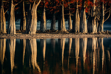 Autumn. Swamp cypress trees on a lake in the village of Sukko, Krasnodar Territory. . Planted in...