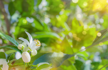 Orange blossom on a trees in orchard and the sun's rays against the blue sky.