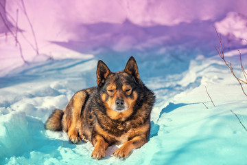 Portrait of the dog wolf hybrid sitting outdoors on the snow in winter