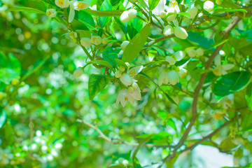 Obraz premium Orange blossom on a trees in orchard and the sun's rays against the blue sky.