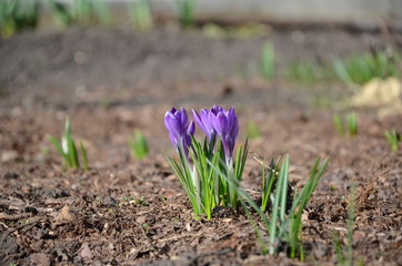 purple Crocus blooms from a Bud in spring