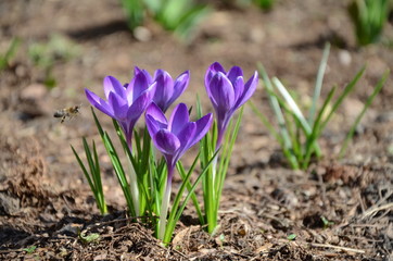 purple Crocus blooms from a Bud in spring