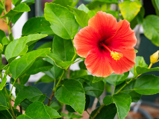 Hibiscus is widely popular as a plant dressed in tropical imagery.
