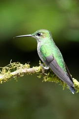 Amazilia decora, Charming Hummingbird, bird feeding sweet nectar from flower pink bloom. Hummingbird behaviour in tropic forest, nature habitat in Corcovado NP, Costa Rica. Two bird in fly, wildlife.