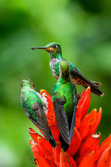 Amazilia decora, Charming Hummingbird, bird feeding sweet nectar from flower pink bloom. Hummingbird behaviour in tropic forest, nature habitat in Corcovado NP, Costa Rica. Two bird in fly, wildlife.