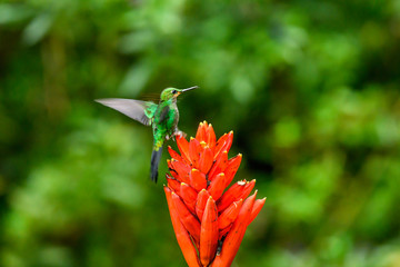 Amazilia decora, Charming Hummingbird, bird feeding sweet nectar from flower pink bloom. Hummingbird behaviour in tropic forest, nature habitat in Corcovado NP, Costa Rica. Two bird in fly, wildlife.
