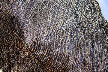Close-up cut of wood. The pine tree trunk in cross section.