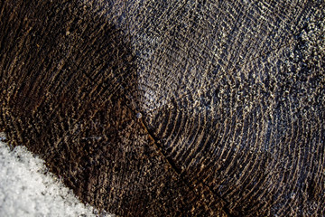 Close-up cut of wood. The pine tree trunk in cross section.