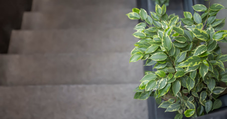 Decorative green tree branch near stairs, entrance to eco cafe