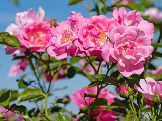 Fototapeta na wymiar Blühende Rosen im Garten