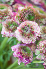 close-up of ranunculus bouquets at a street flower market, holiday gift, international women's day, mother's day