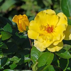 Blühende Rosen im Garten