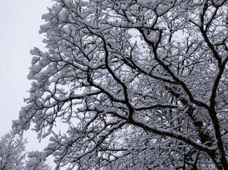 tree in winter, snow covered branches