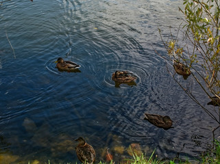 wild ducks swim in a pond in summer, Moscow