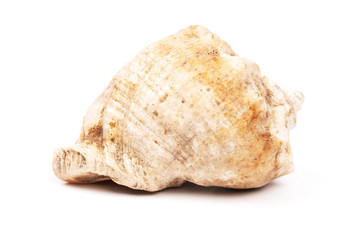 Seashell isolated on  white background. Background for design