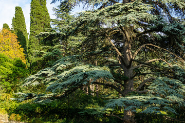 Luxurious large Lebanese cedar tree surrounded by cypresses and other evergreen plants in a landscape park in Massandra. Crimea.