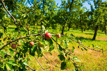 Calvados, Normandy, France. Apple orchard with ripe fruits ready for harvest. Countryside rural landscape background. Organic local farming concept. - obrazy, fototapety, plakaty