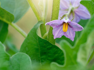Solanum xanthocarpum Schrad flowers.