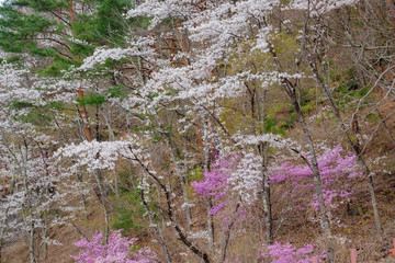山桜