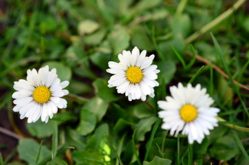 Drei G&auml;nsebl&uuml;mchen