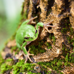 Green frog sitting on a tree. Common tree frog or arborea (Hyla arborea)
