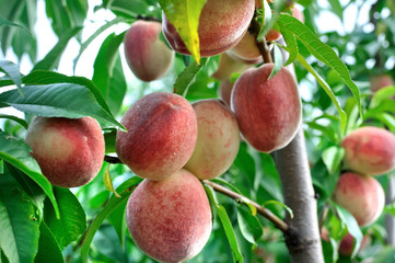 closeup of growing peaches on a tree in the orchard