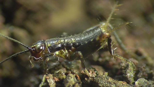 Waldgrille (Nemobius sylvestris)  Nymphe im Laubwald in der Eifel