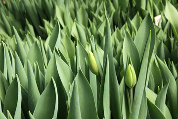 tulips closed green tulips wallpaper first flowers
