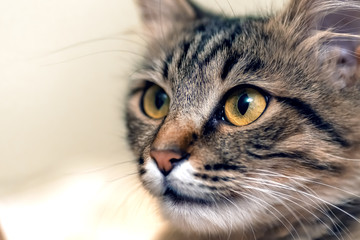 Cute tabby cat with yellow eyes and long whiskers. Close-up portrait of a beautiful cat