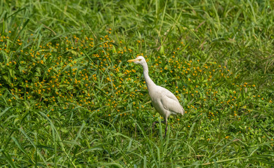 Fototapeta premium Bird