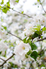 White spring apple or cherry blossom outdoor. Spring flowers background. Blooming apple tree. Spring season at countryside. Apple blossom on pink background. Spring blossom of apple tree