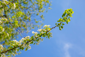 White spring apple or cherry blossom outdoor. Spring flowers background. Blooming apple tree. Spring season at countryside. Apple blossom on pink background. Spring blossom of apple tree