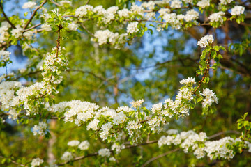 White spring apple or cherry blossom outdoor. Spring flowers background. Blooming apple tree. Spring season at countryside. Apple blossom on pink background. Spring blossom of apple tree