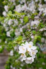 White spring apple or cherry blossom outdoor. Spring flowers background. Blooming apple tree. Spring season at countryside. Apple blossom on pink background. Spring blossom of apple tree