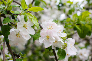 White spring apple or cherry blossom outdoor. Spring flowers background. Blooming apple tree. Spring season at countryside. Apple blossom on pink background. Spring blossom of apple tree